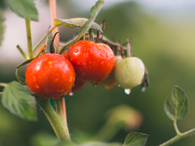 Bild 20 aus  Knödler Stadel