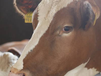 Bild 15 aus  Bauernhof Härtel