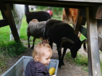 Bild 57 aus  Urlaub auf dem Ennenhof – Landliebe für die ganze Familie