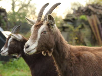 Bild 15 aus  Hof Muhs