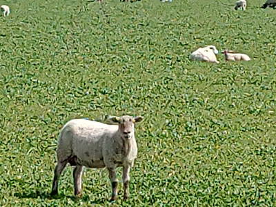 Bild 17 aus  Bioland - Bauernhof Andreßen