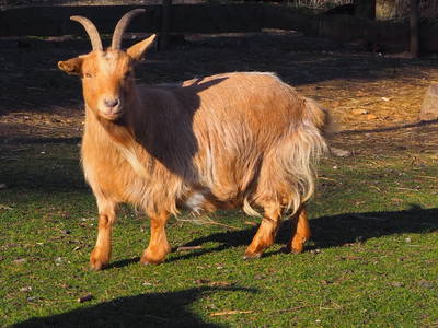 Bild 35 aus  Hinrich's Ostsee Bauernhof