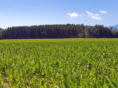 Bild 23 aus  Beim Lenglacher