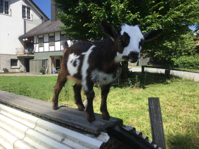 Bild 17 aus  Ferienhof Riekeshof