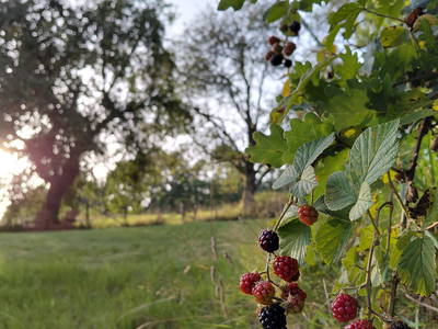 Abendstimmung im Garten