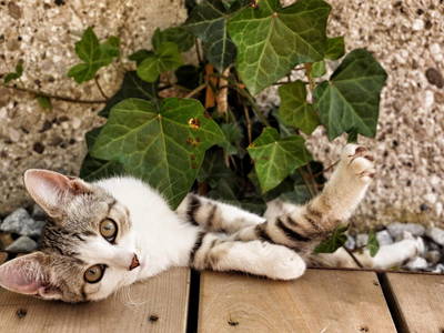 Bild 12 aus  Uetzenhof