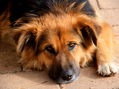 Bild 19 aus  Reicharthof