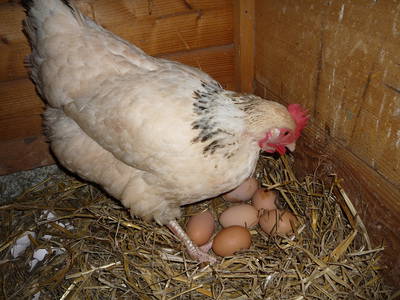 Bild 21 aus  Wellness-Bauernhof Eulersbacher Hof