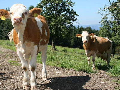 Bild 15 aus  Bauniglerhof