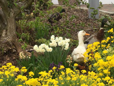 Gibts hier was für uns Enten???