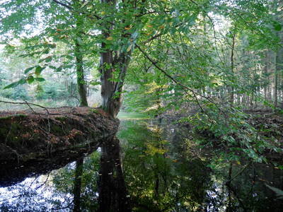 Juliusgehölz in Hage