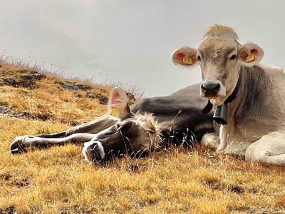 Bild 19 aus  Flickerhof         CIN  IT021027B5YQ7L46OO