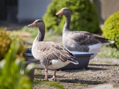 Bild 6 aus  Ferienhof Rudolf Becker Haus Liebevoll