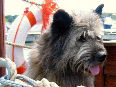 Urlaub mit Hund - an Bord des Tante Polly Floßes oder im Polly Ferienhof