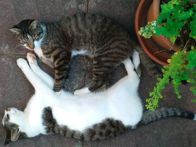 Bild 16 aus  Ferienhof Gerstandt