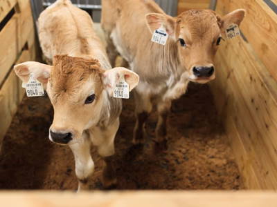 Bild 64 aus  Lodges Bernardes