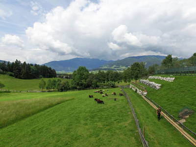 Bild 67 aus  Örglwirt's Gut in Örglwirt's Ferienwelt