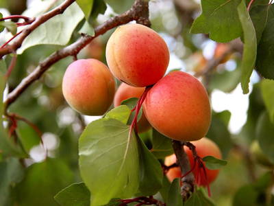 Bild 84 aus  Weingut STRAWANZER Donabaum