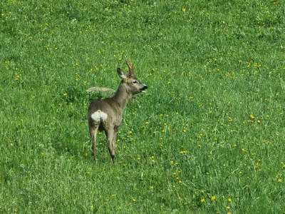 Bild 20 aus  Alfaierhof & Bergheimat