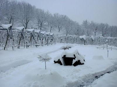 Bild 40 aus Apfelhof