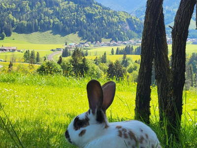 Bild 133 aus Ferienhof Obertenn