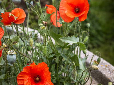 Bild 81 aus  Pointbauer