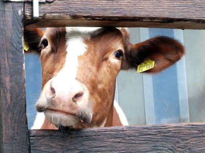 Bild 18 aus  Vogtbenedikthof im Schwarzwald