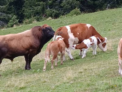 Bild 88 aus  Grossa Hütten