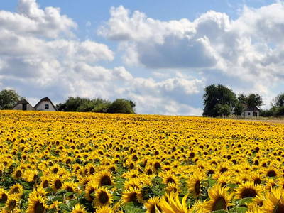 Bild 50 aus  Ferienhaus Weinviertel