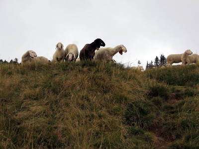 Bild 104 aus  Bammer im Herndlberg