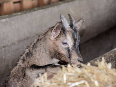 Bild 19 aus  Ferienhaus Gegg vlg. Pauritschmichl