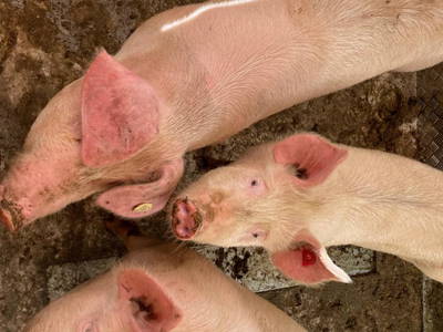 Bild 83 aus  Spöttlinghof