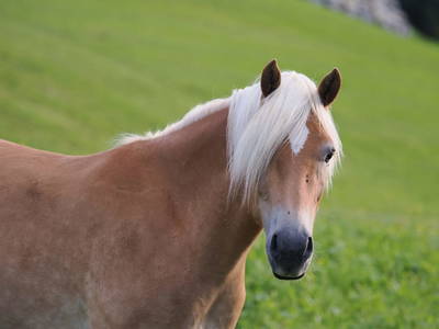 Bild 53 aus  Biberle Hof