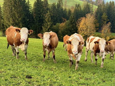 Bild 161 aus  Erbhof Hinting + Appartementhaus Hinting