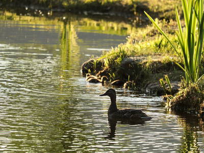 Bild 22 aus  Lodge am Wasser