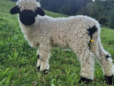 Bild 21 aus  Mühlraingut