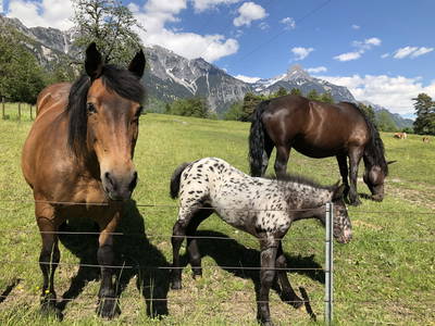 Bild 67 aus  Margreitterhof