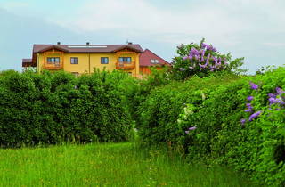 Bauerngartl aus Bernstein