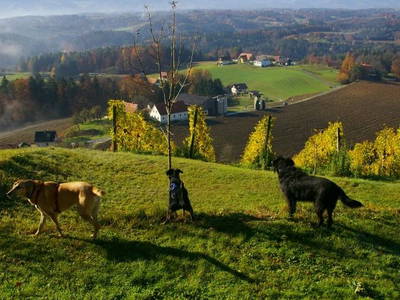 Bild 20 aus  Der Ofenmacherhof  Urlaub am Bauernhof
