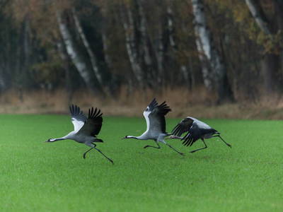 Bild 8 aus  Mühlenhof