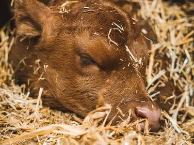 Bild 69 aus  Auer Hias am Wolfgangsee