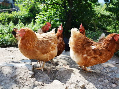 Bild 79 aus  Sörgerwirt