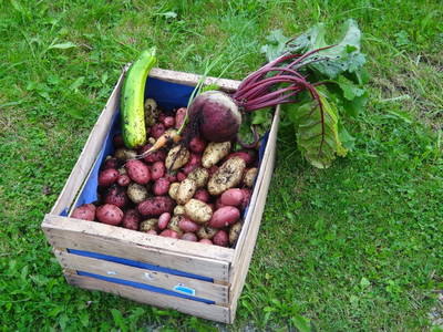 Bild 41 aus  Peilsteingut