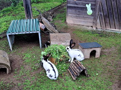 Bild 184 aus  Unterbiberghof