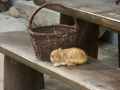 Bild 14 aus  Martiburhof - Ferien auf dem Bauernhof