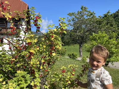 Bild 42 aus  Pirkerhof