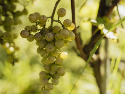 Bild 99 aus  Trattnachtaler Weinhaus