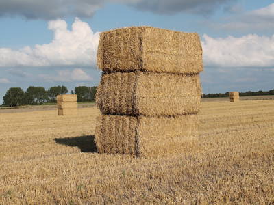 Bild 8 aus  Hof Sassen