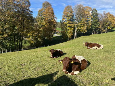 Bild 28 aus  Peterlehen