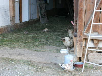 Bild 128 aus  Kaspergut